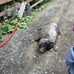 phoca_thumb_m_vlet km 53 Fotogalerie